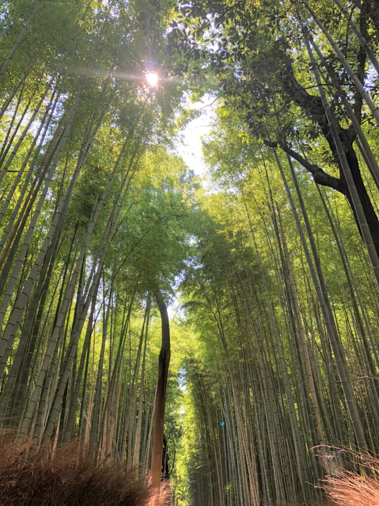 tall trees in Japan with the sun shining through